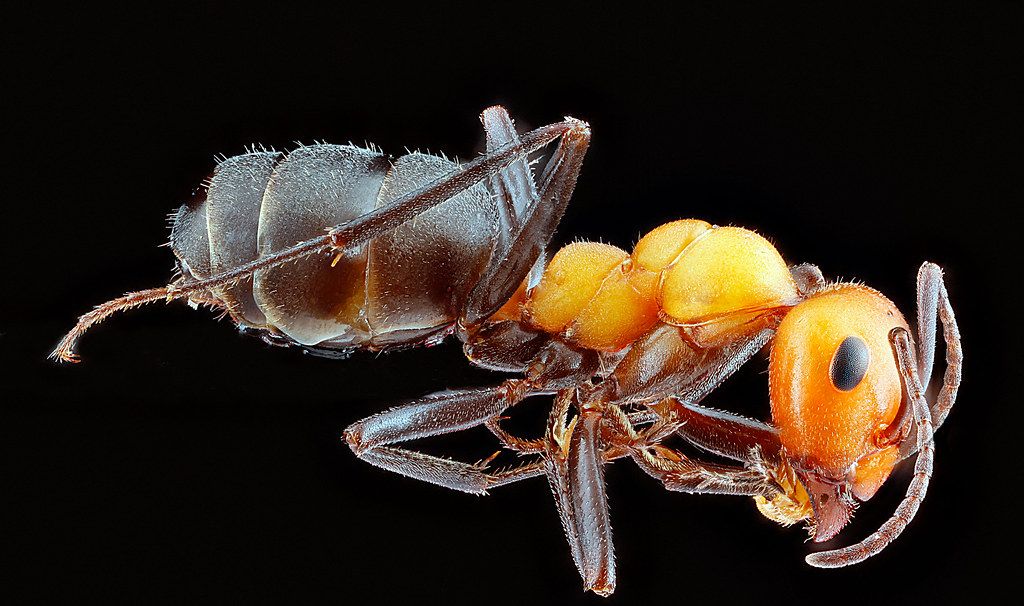 Ant Control service in Racine, WI