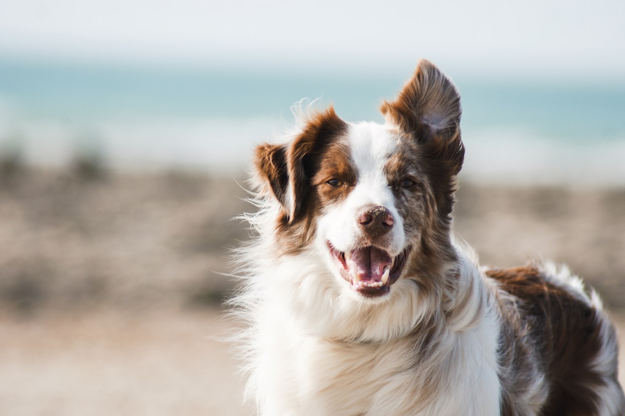 Flea & Tick Control service in Racine, WI