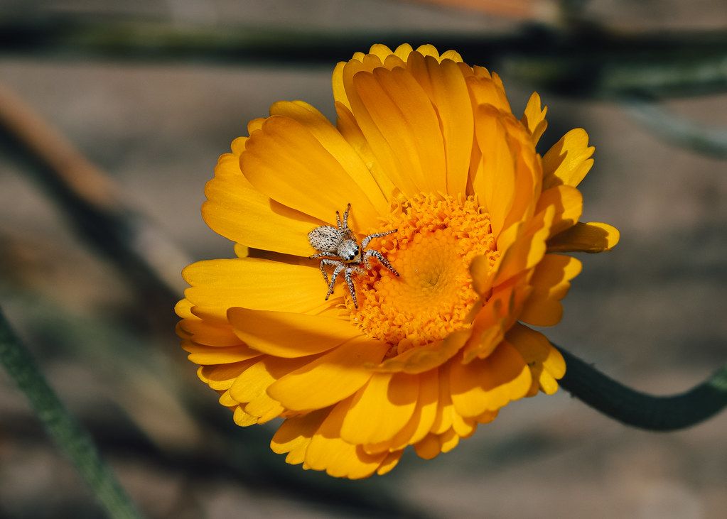 Spider Control service in Racine, WI